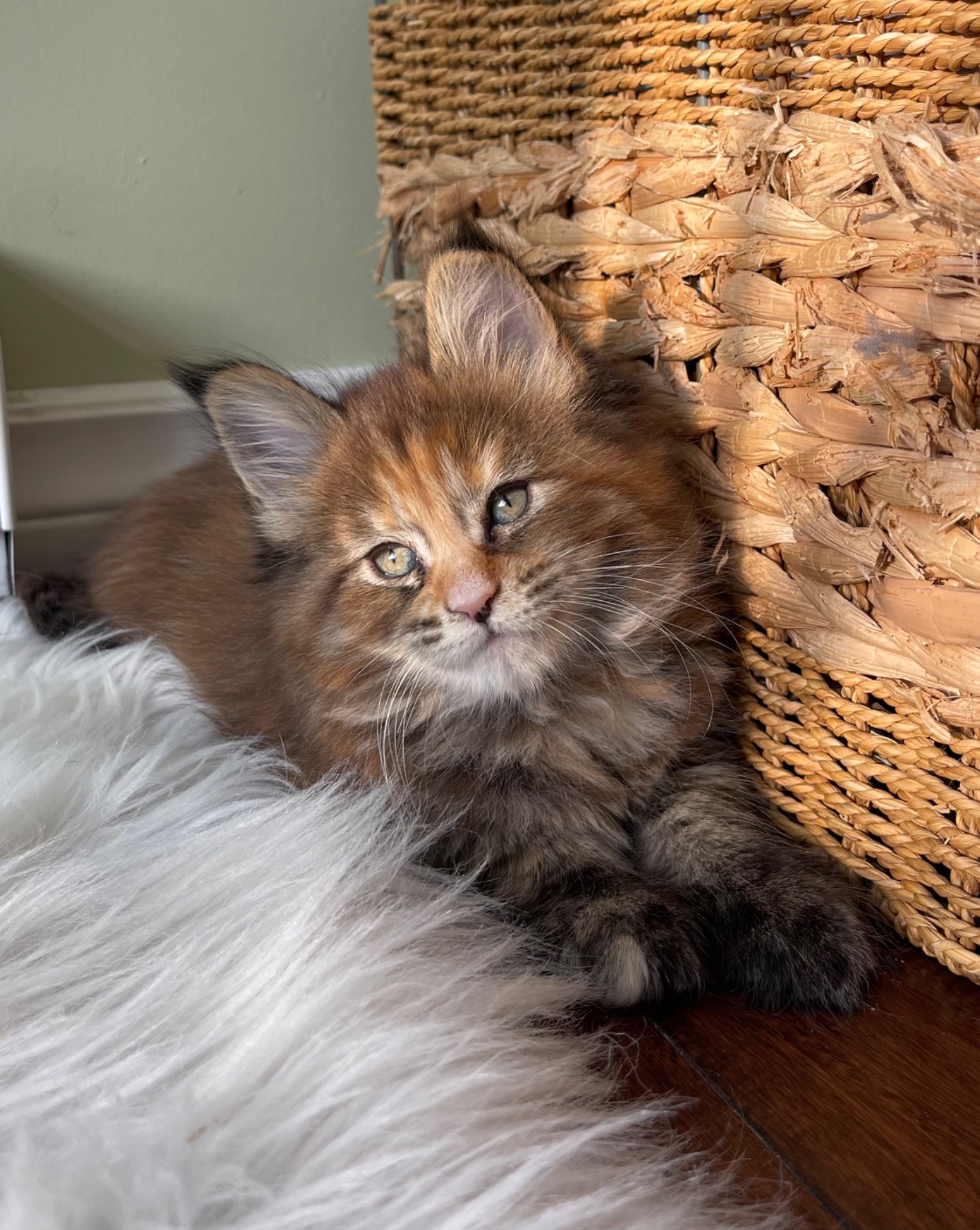 Bunny - Tortoiseshell girl - reserved