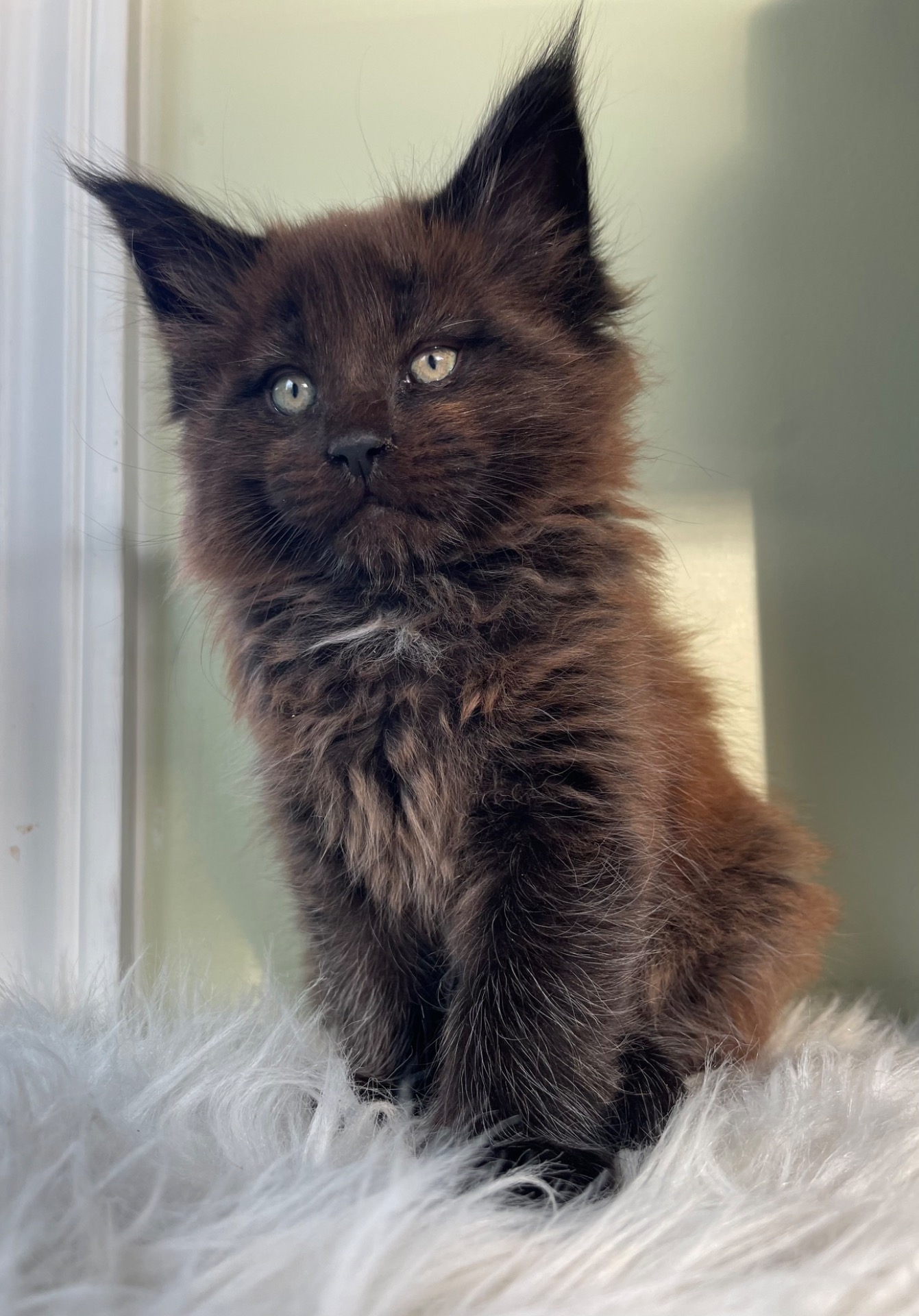 Finn - Solid Black Boy - reserved