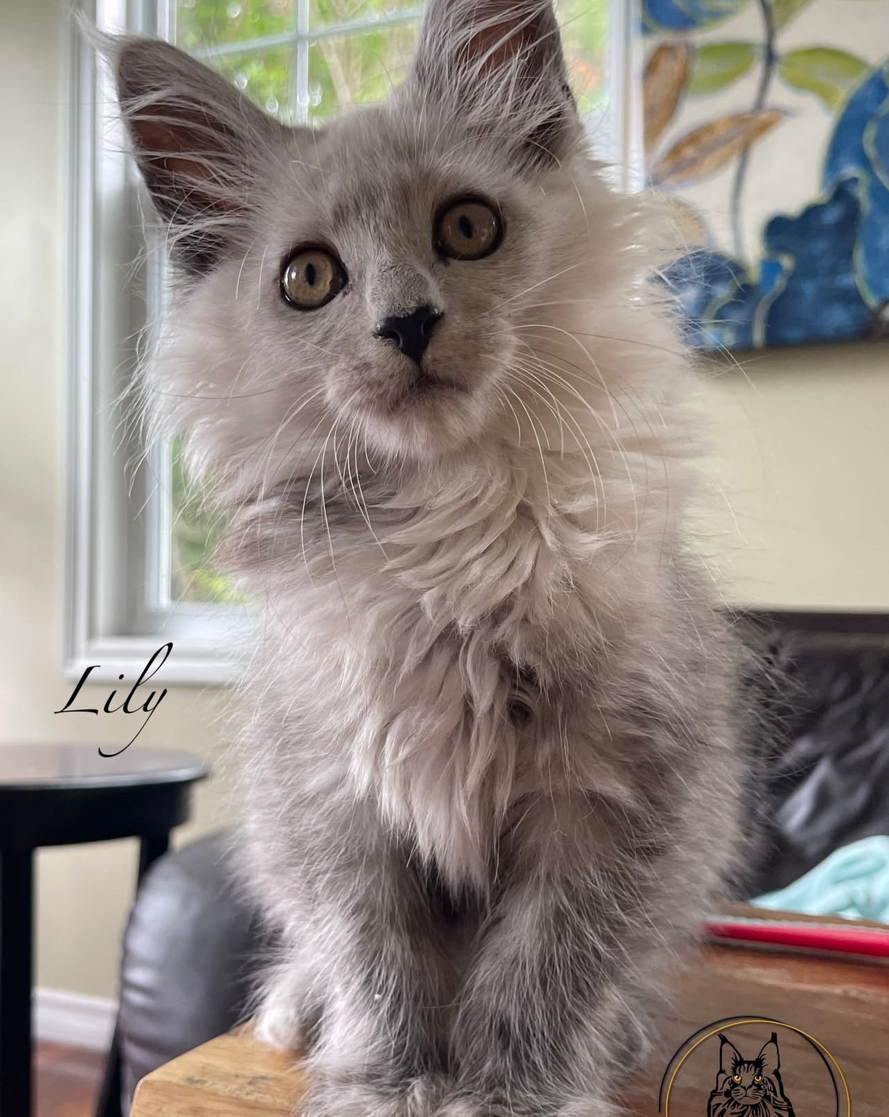 Lily - Black high smoke girl - reserved